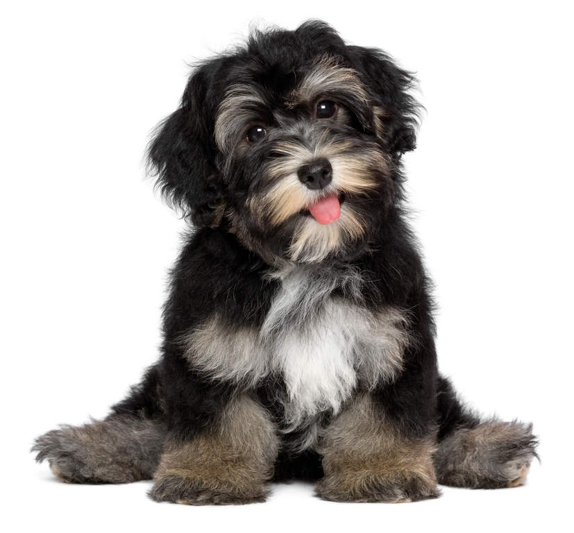 10 Havanese Dogs in New York Neighborhoods