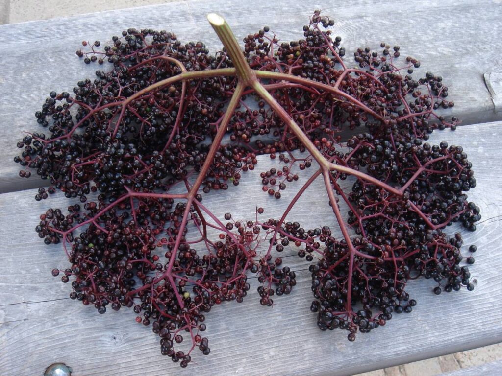 10 Elderberries in New York Neighborhoods