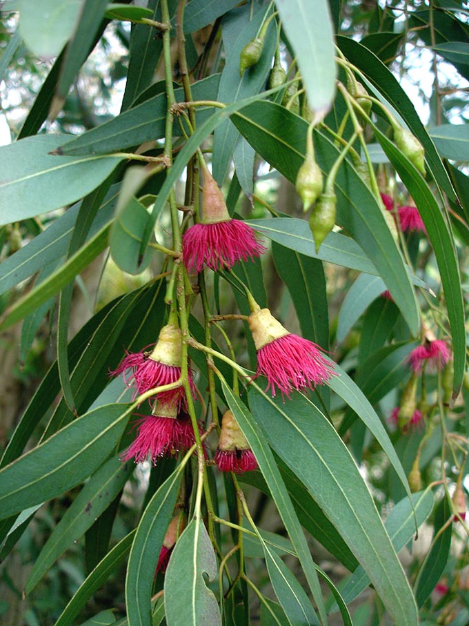10 Eucalyptus in New York Neighborhoods