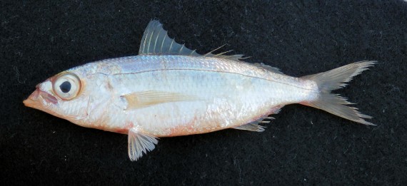 10 Pescado Frito in New York Neighborhoods