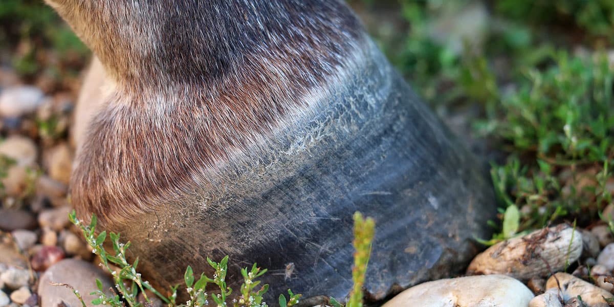 10 Farriers in New York Neighborhoods