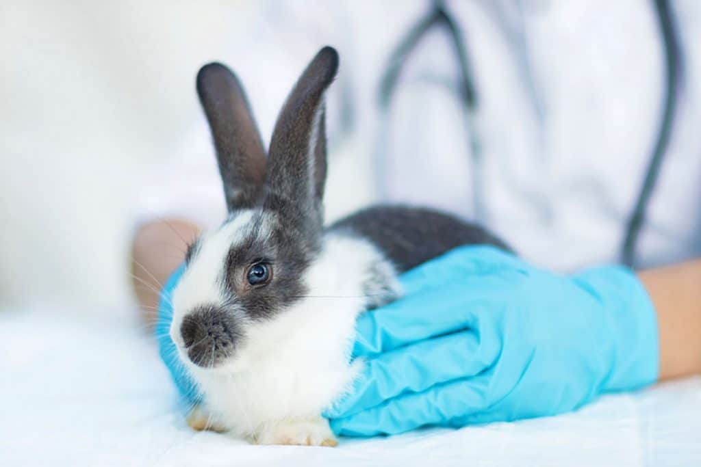 10 Rabbit Veterinarian in New York Neighborhoods