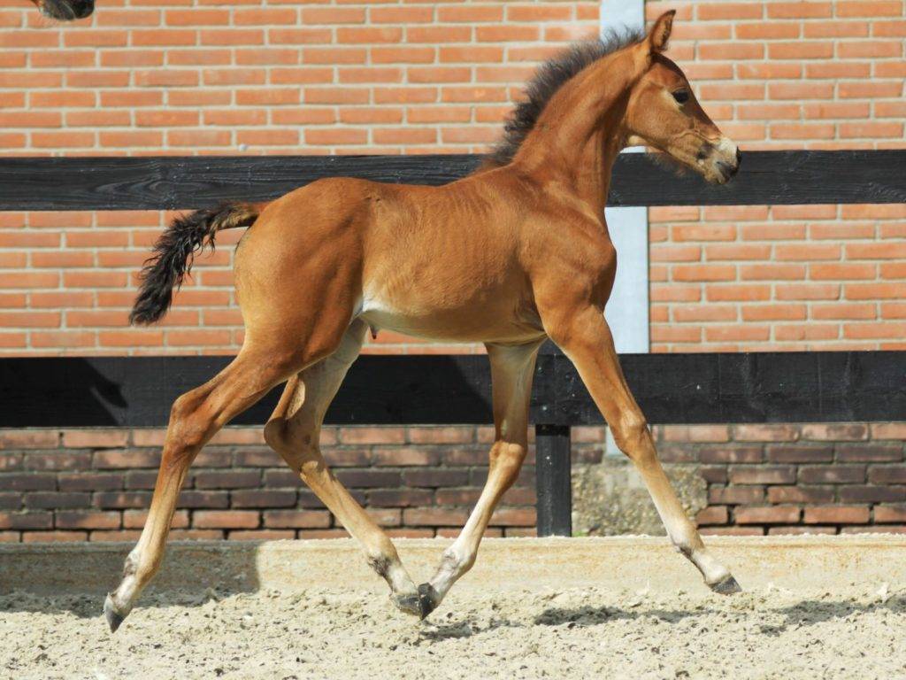 10 Horses For Sale in New York Neighborhoods