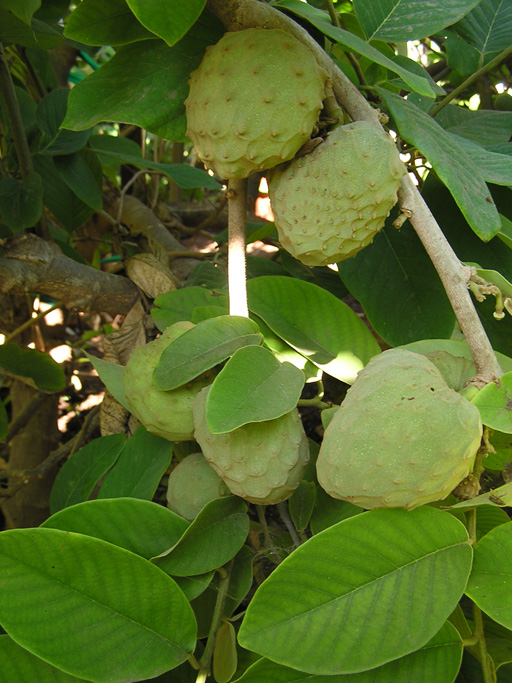 10 Cherimoya in New York Neighborhoods