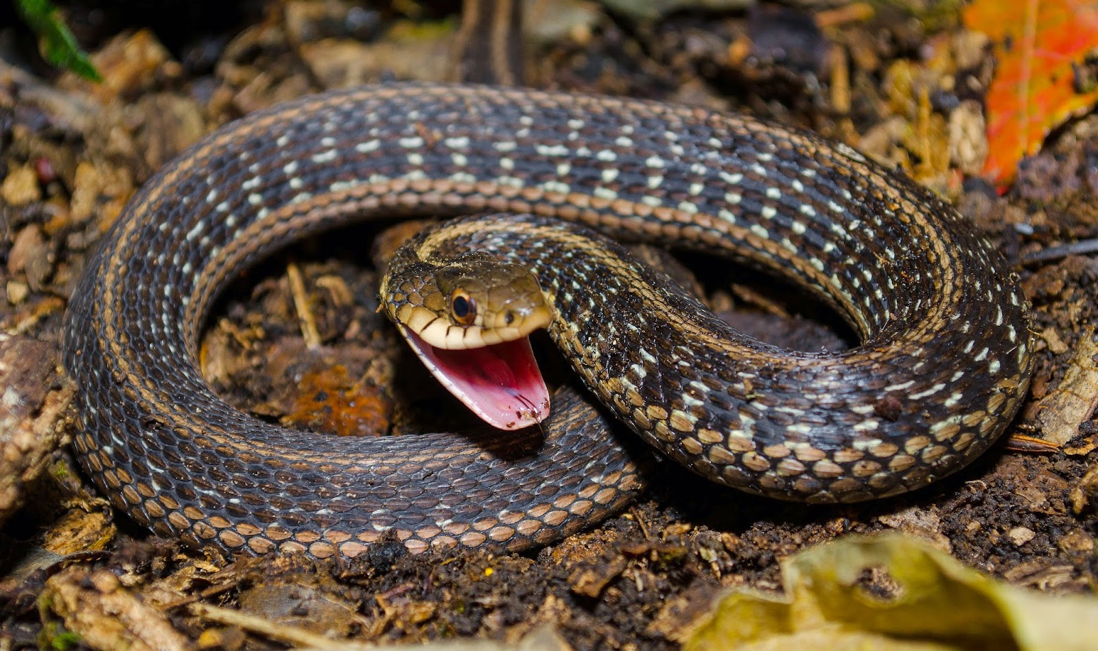 10 Snake Removal in New York Neighborhoods