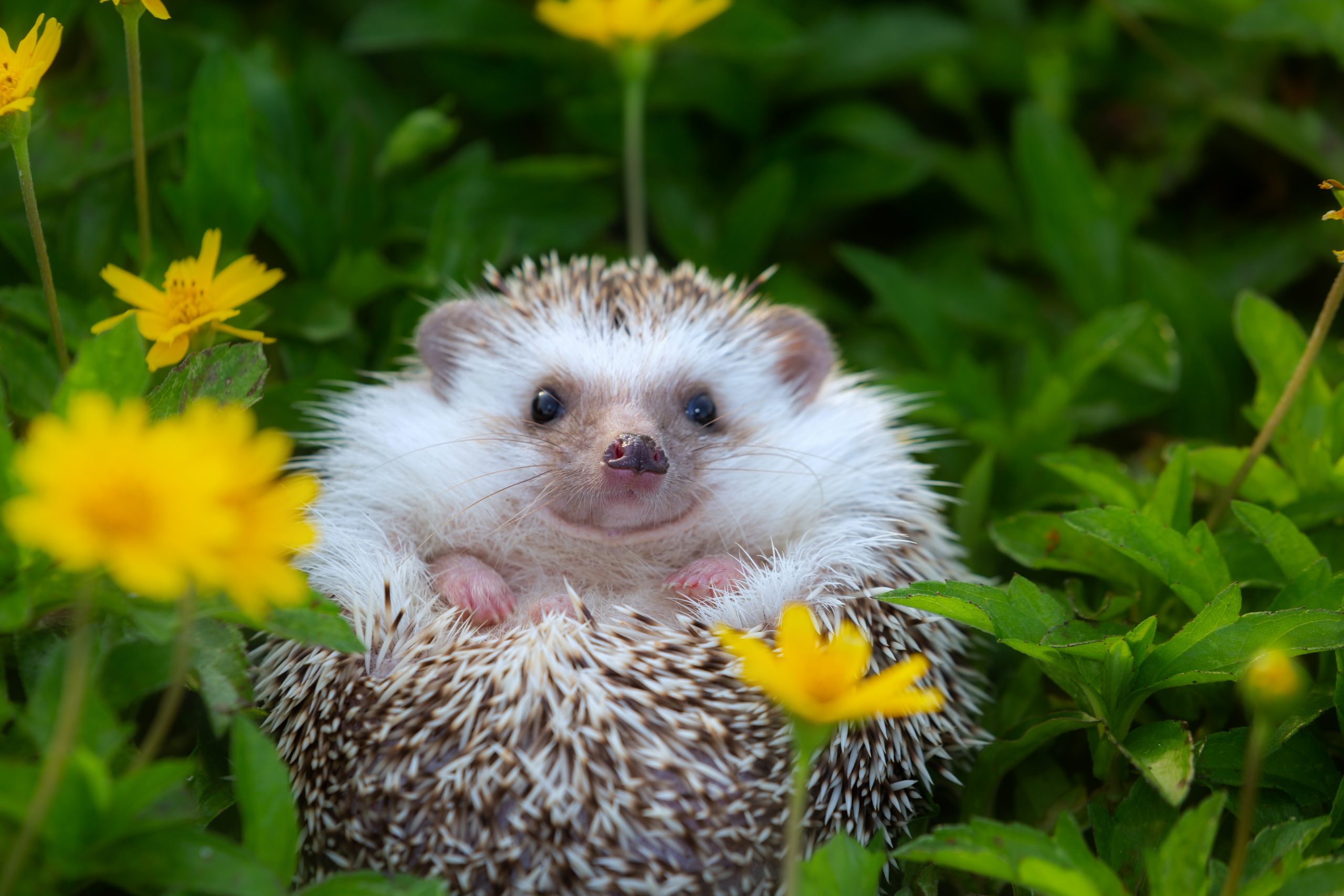 10 Hedgehogs in New York Neighborhoods