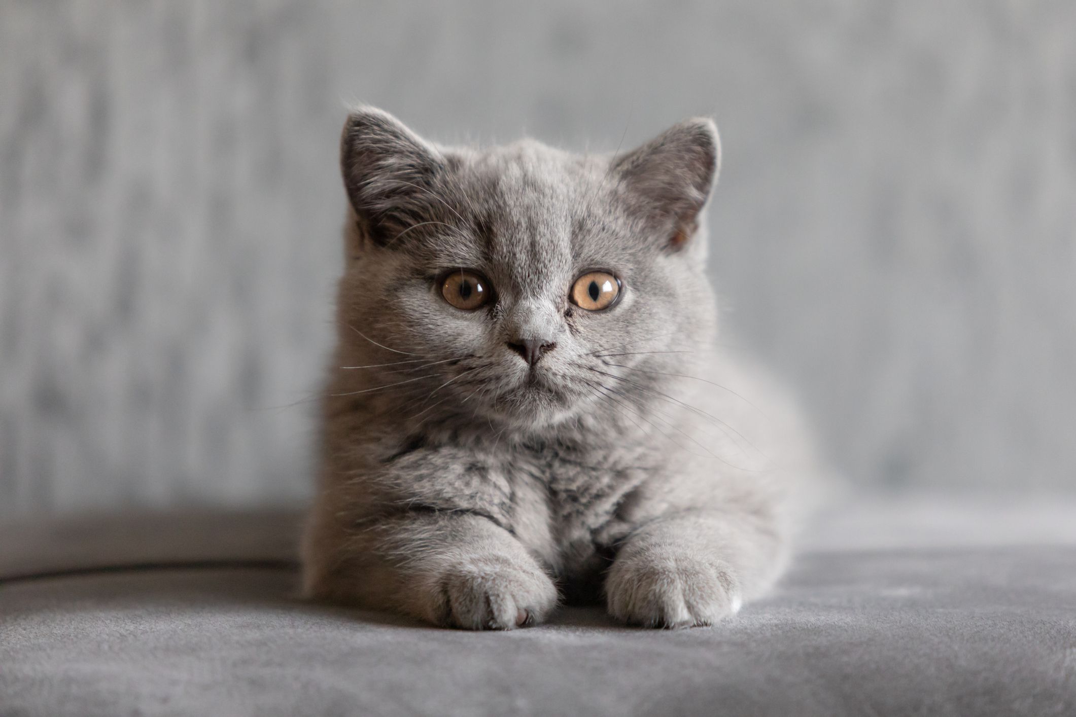 10 British Shorthair in New York Neighborhoods