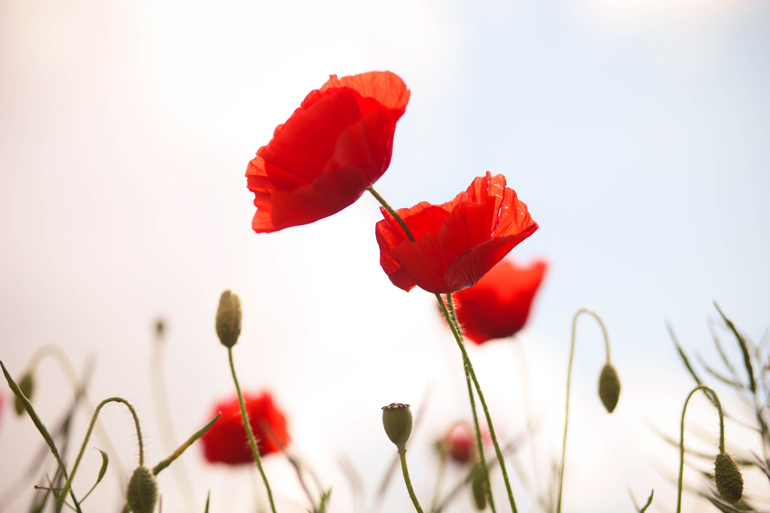 10 Poppies in New York Neighborhoods