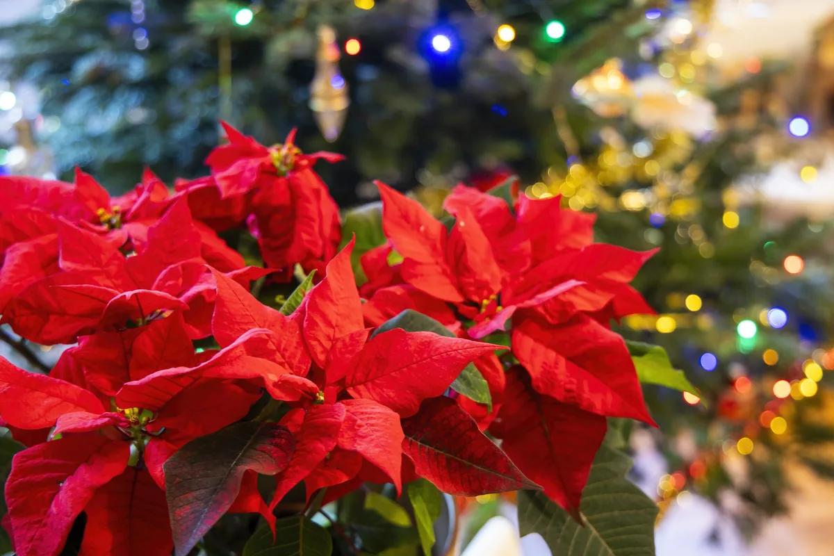 10 Poinsettia in New York Neighborhoods