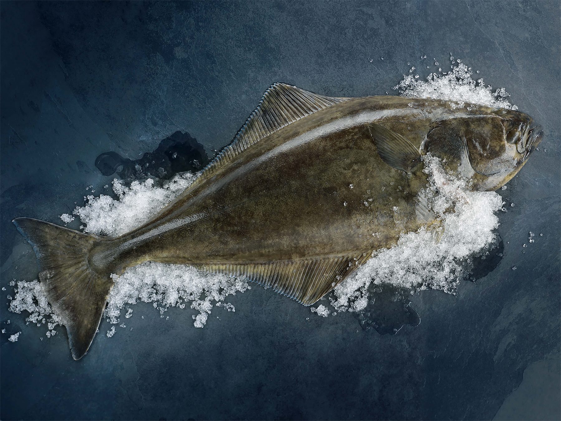 10 Halibut in New York Neighborhoods