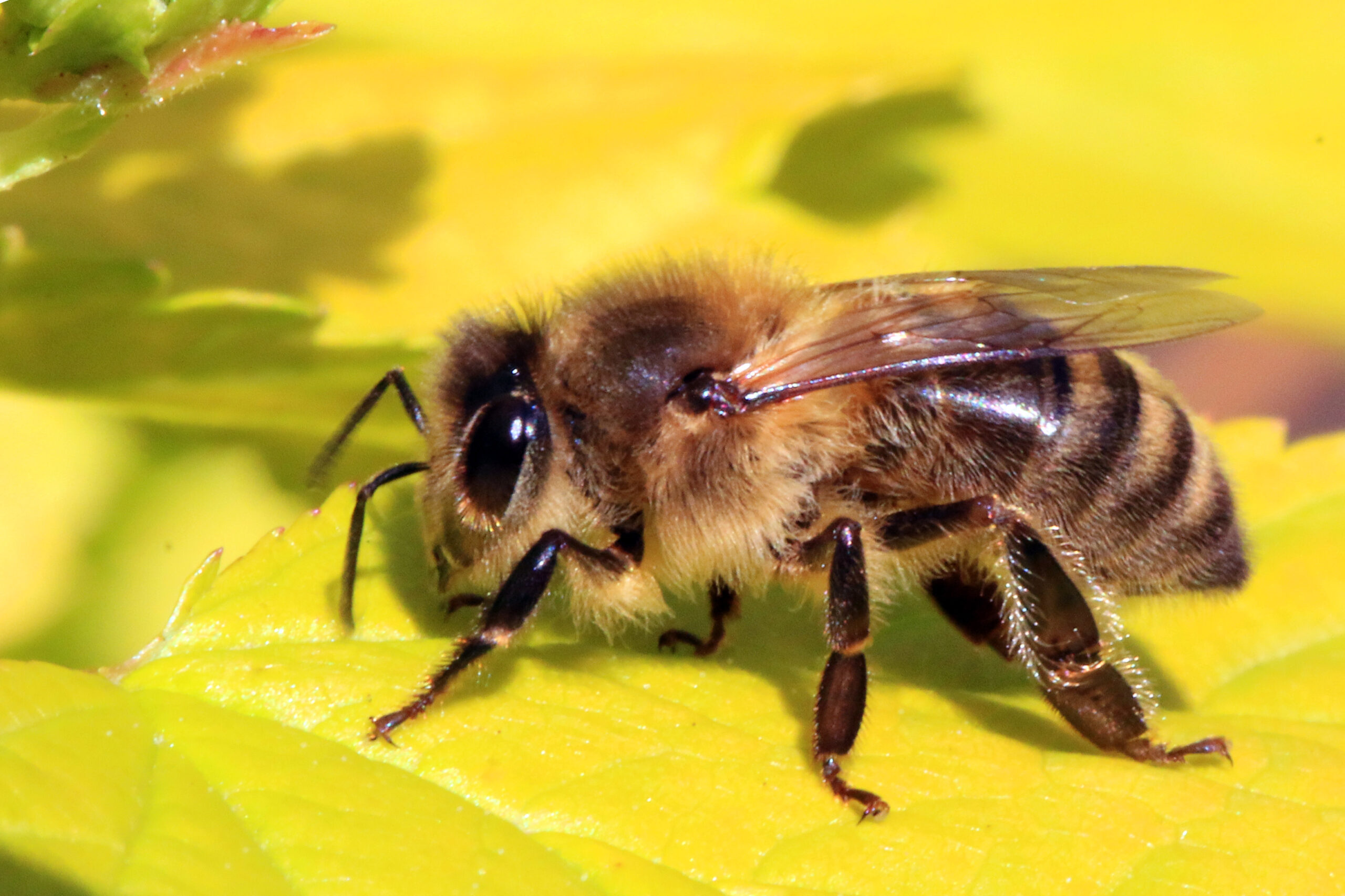 10 Bee Removal Service in New York Neighborhoods