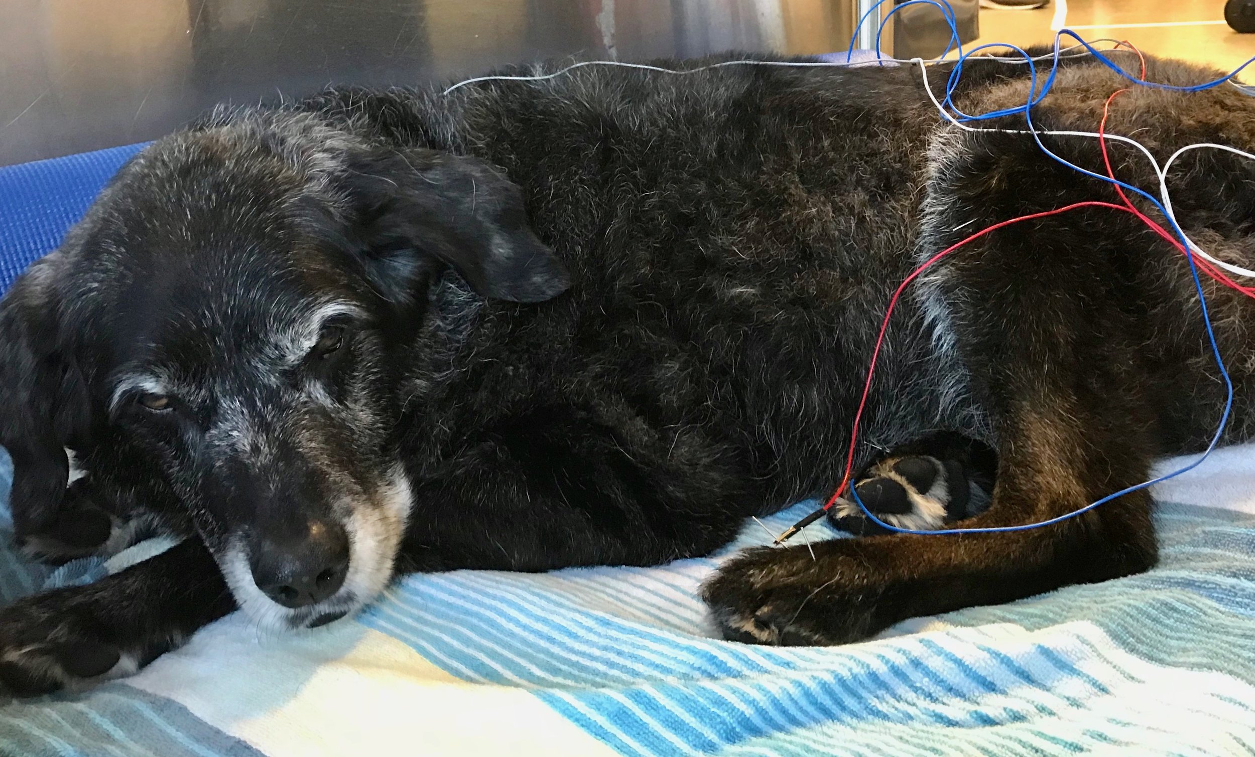 10 Canine Acupuncture in New York Neighborhoods