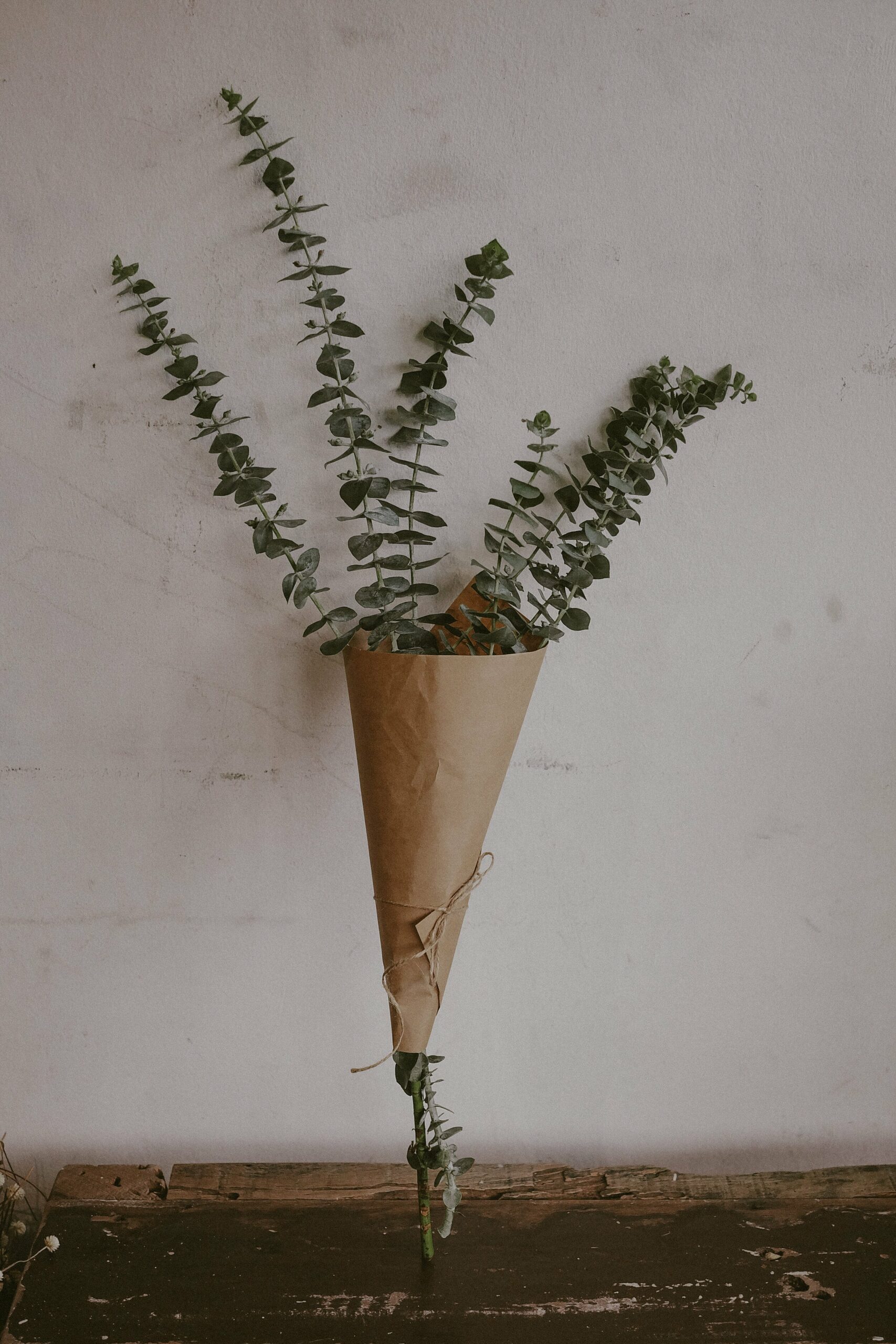 10 Fresh Eucalyptus in New York Neighborhoods