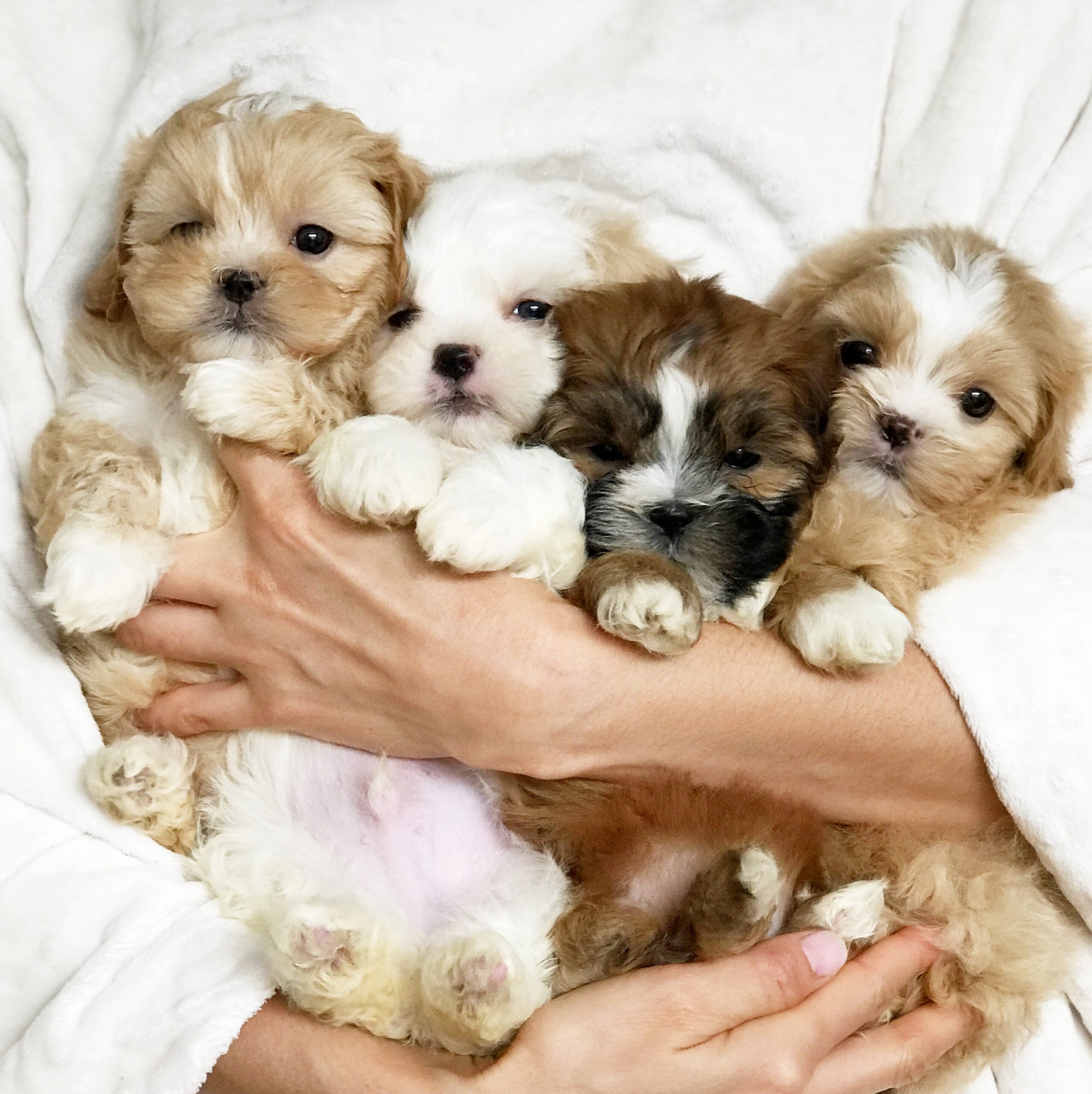10 Morkie Puppies For Sale in New York Neighborhoods