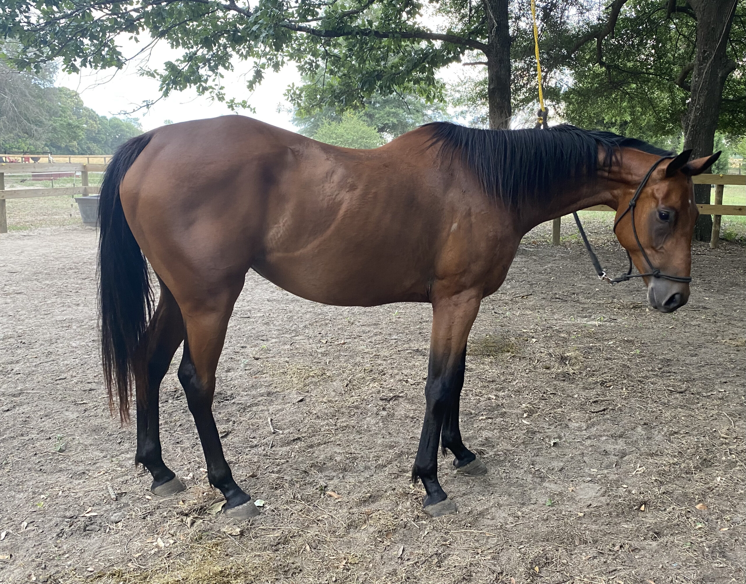 10 Ponies For Sale in New York Neighborhoods