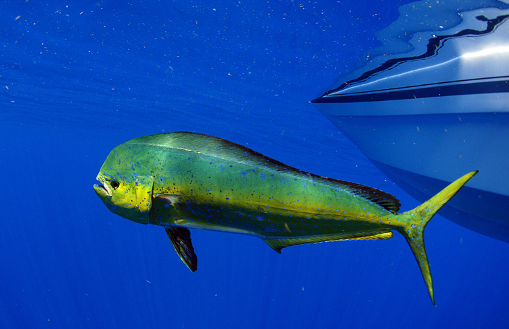 10 Mahi Mahi in New York Neighborhoods
