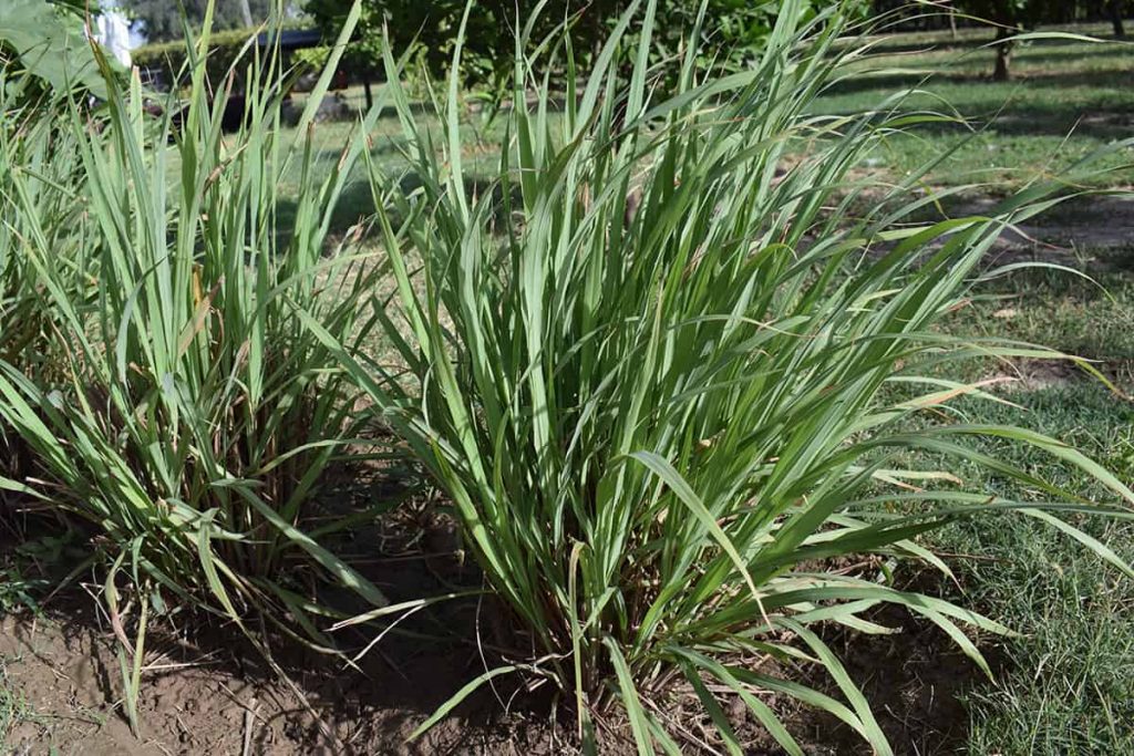 10 Citronella Plant in New York Neighborhoods