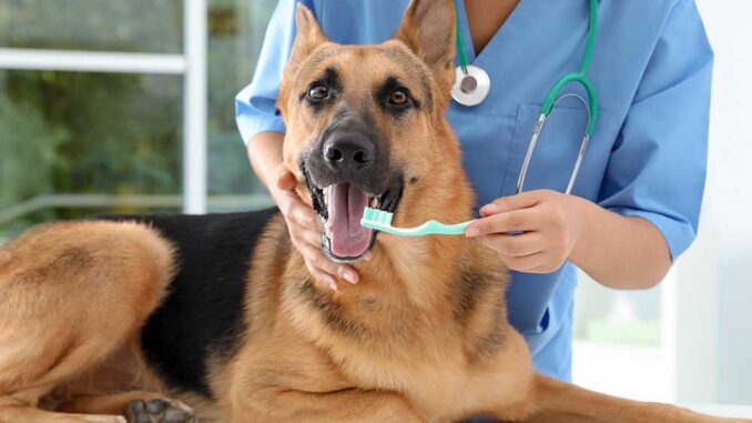 10 Low Cost Dental Cleaning For Dogs in New York Neighborhoods