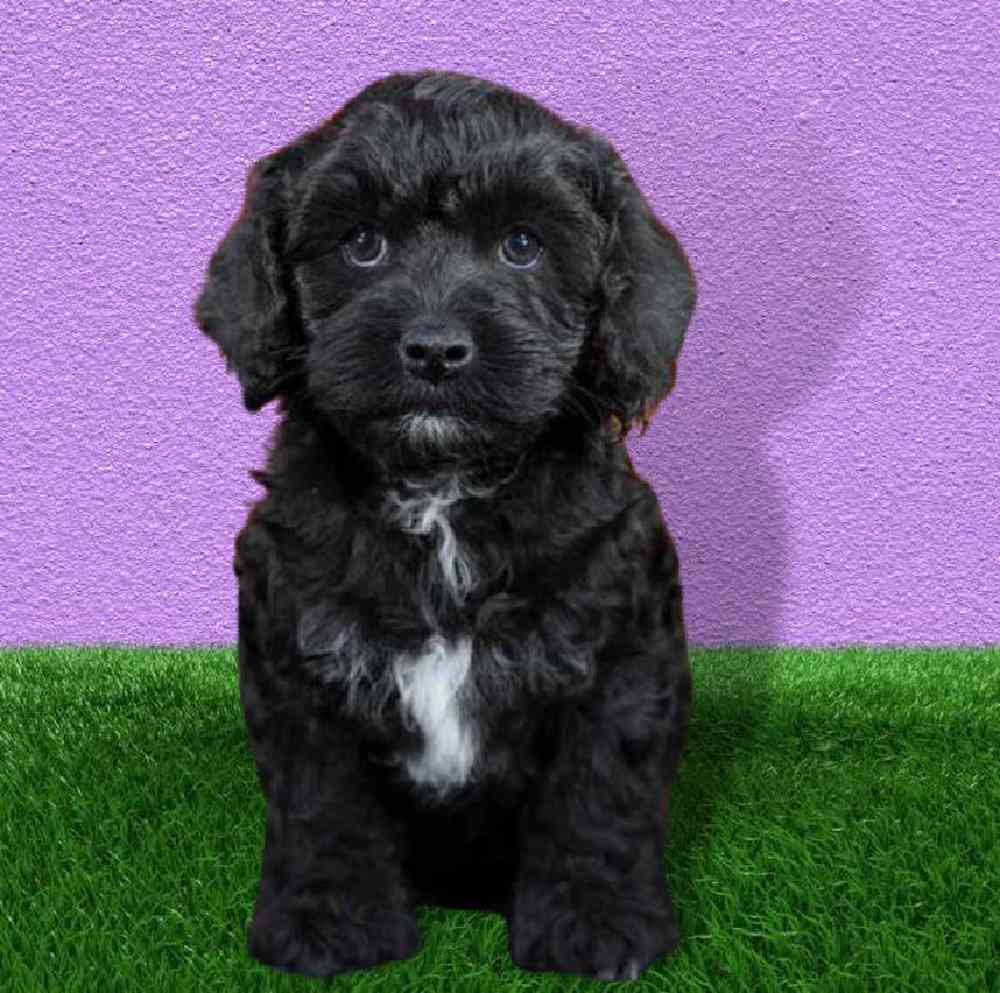 10 Cockapoos For Sale in New York Neighborhoods