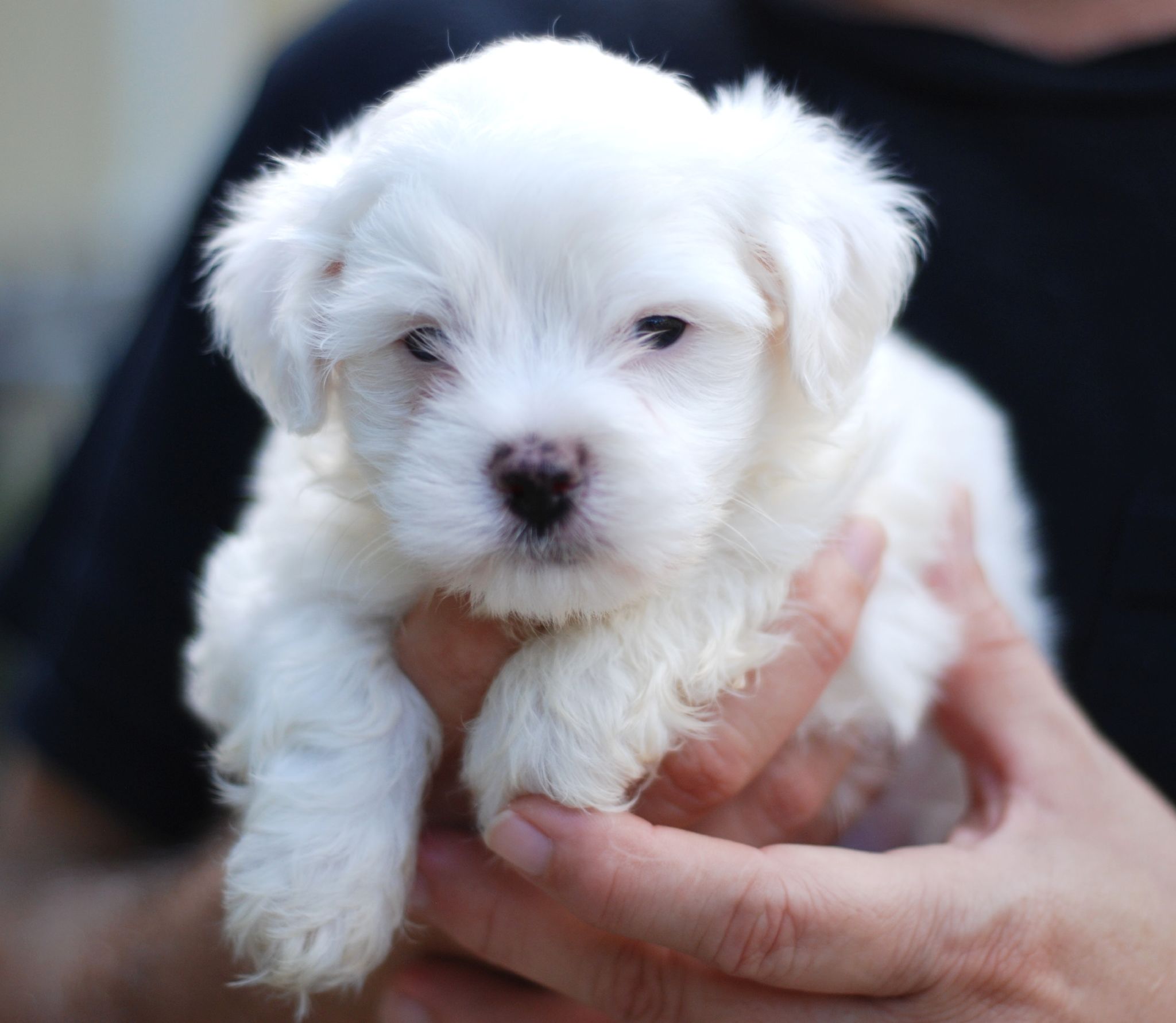 10 Maltese Puppies in New York Neighborhoods