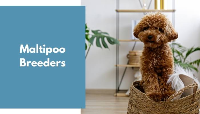 10 Maltipoo Breeders in New York Neighborhoods