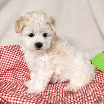10 Maltipoo Puppies in New York Neighborhoods