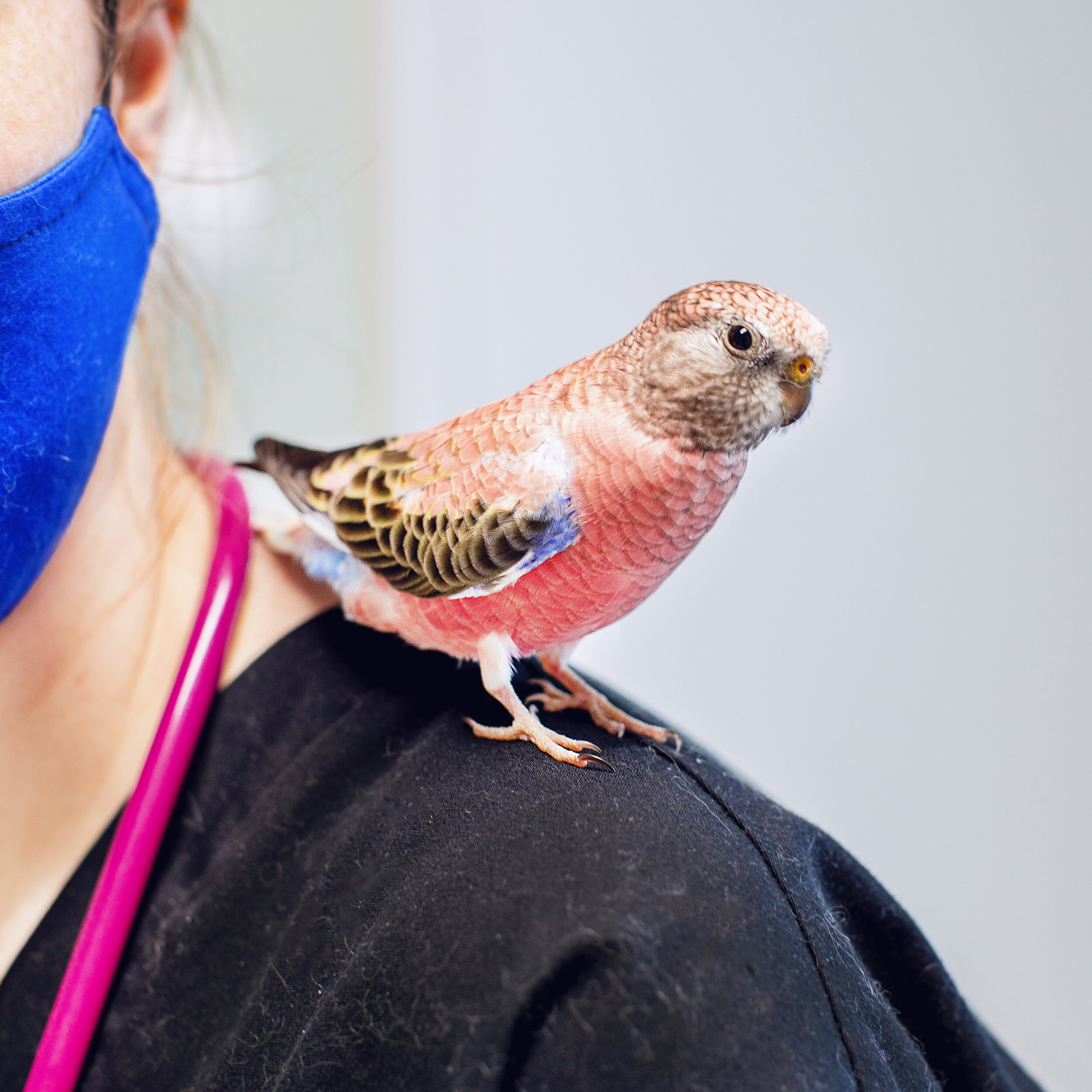10 Emergency Exotic Vet in New York Neighborhoods
