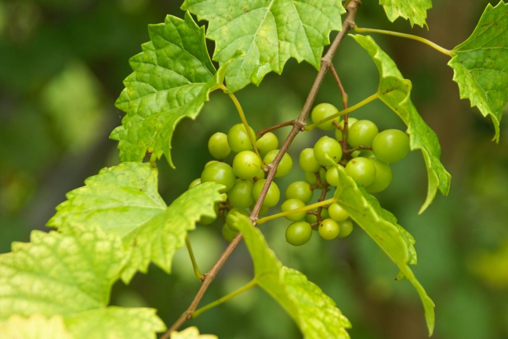 10 Muscadine Grapes in New York Neighborhoods