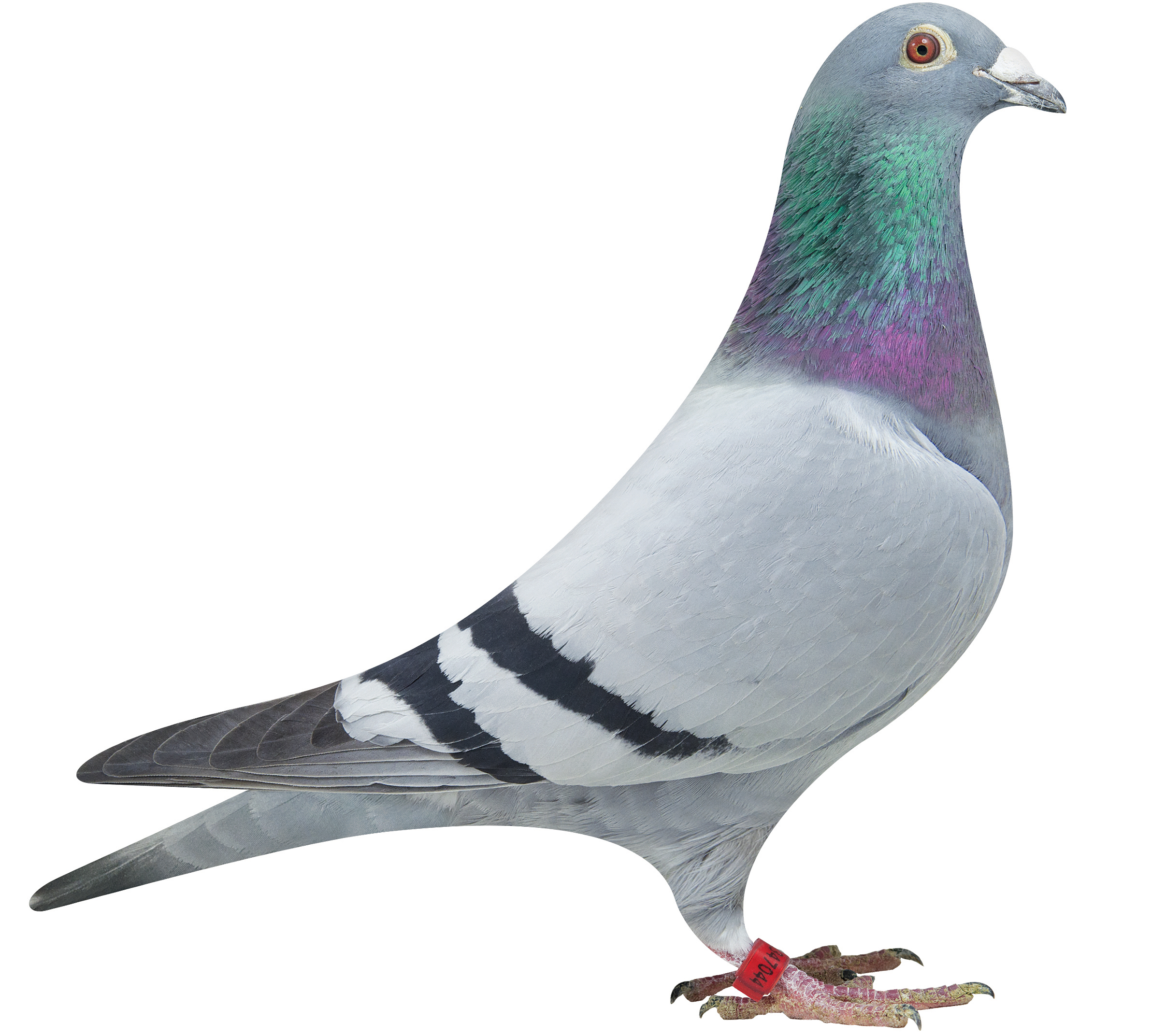 10 Pigeons For Sale in New York Neighborhoods