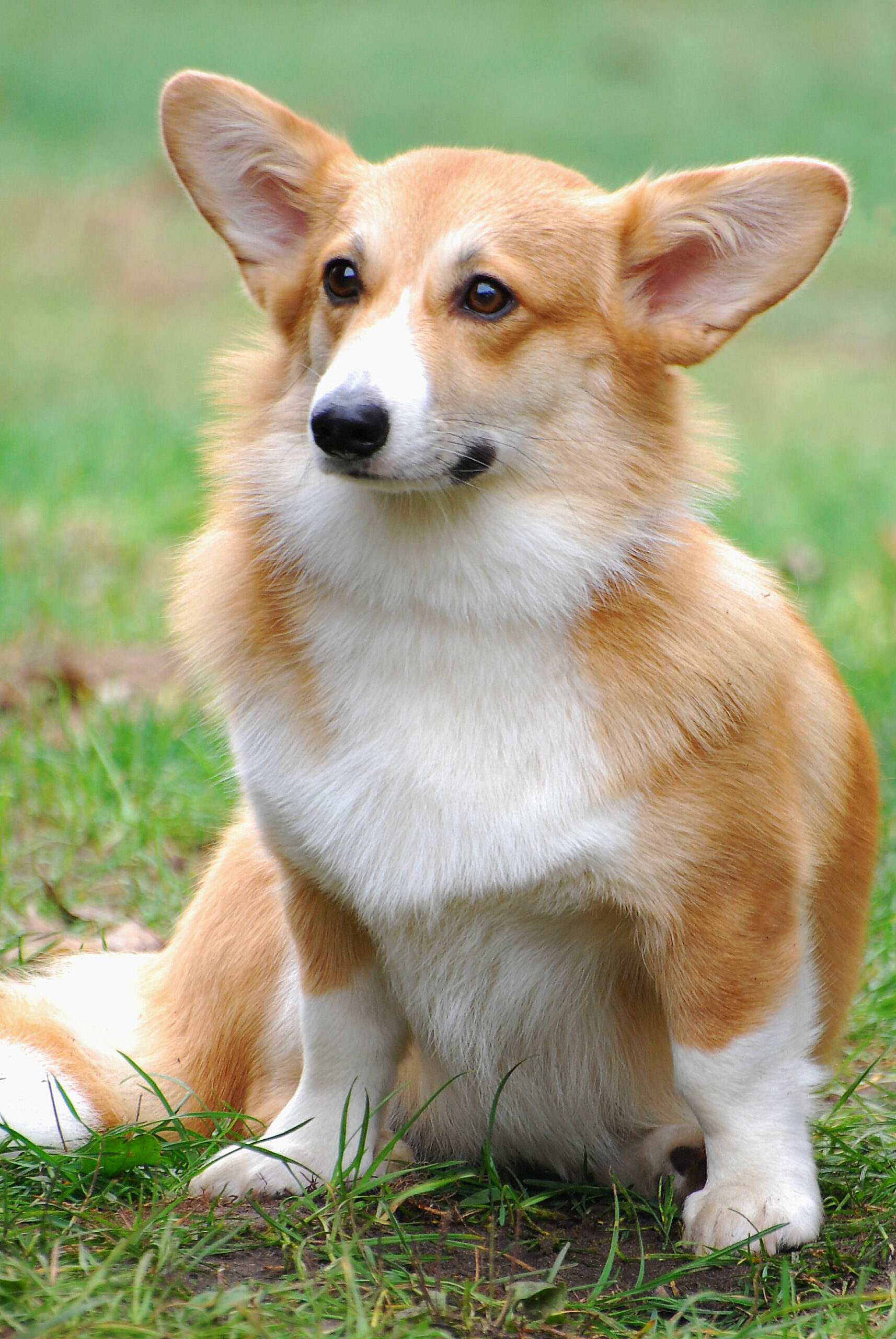 10 Corgi Breeder in New York Neighborhoods