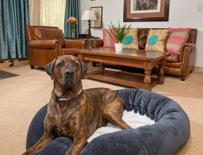 10 Pet Friendly Homes For Rent in New York Neighborhoods