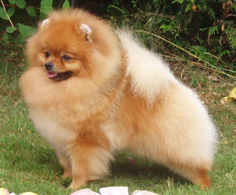 10 Pomeranian Breeders in New York Neighborhoods