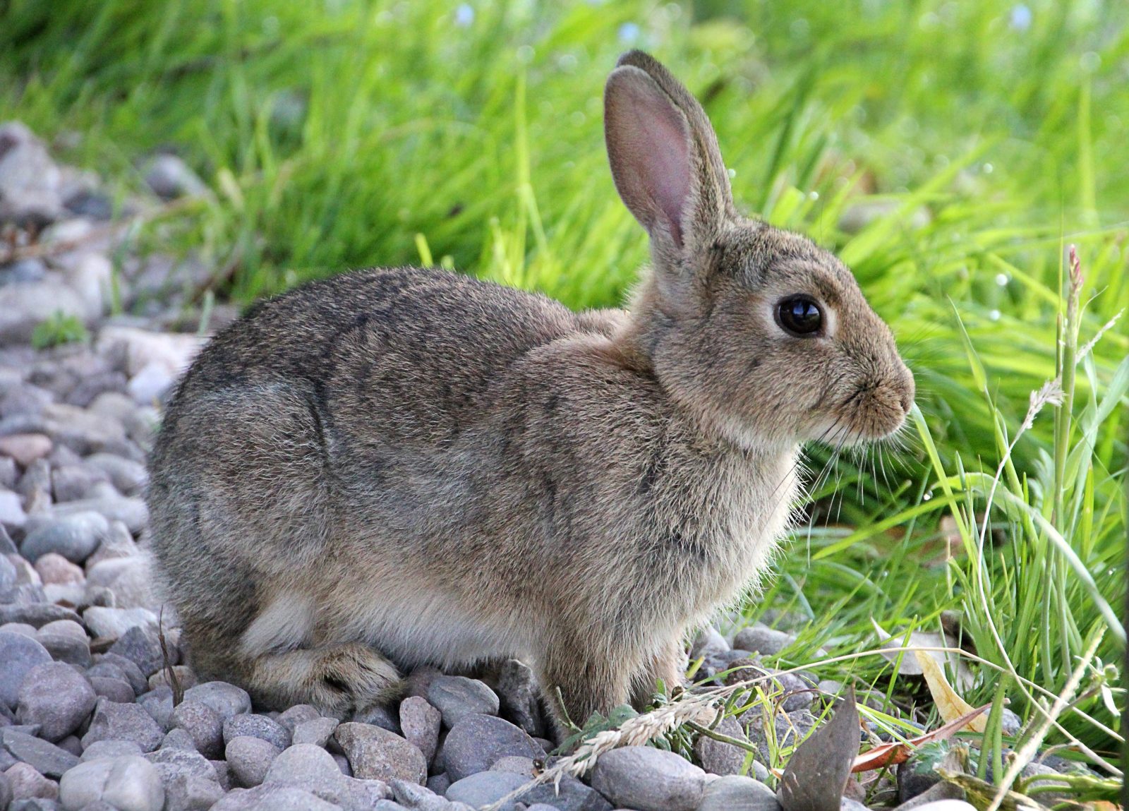 10 Rabbit Vets in New York Neighborhoods