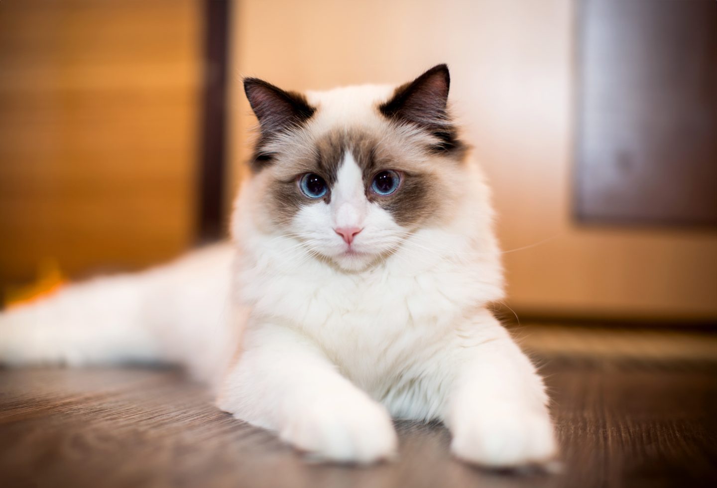 10 Ragdoll Kittens For Sale in New York Neighborhoods