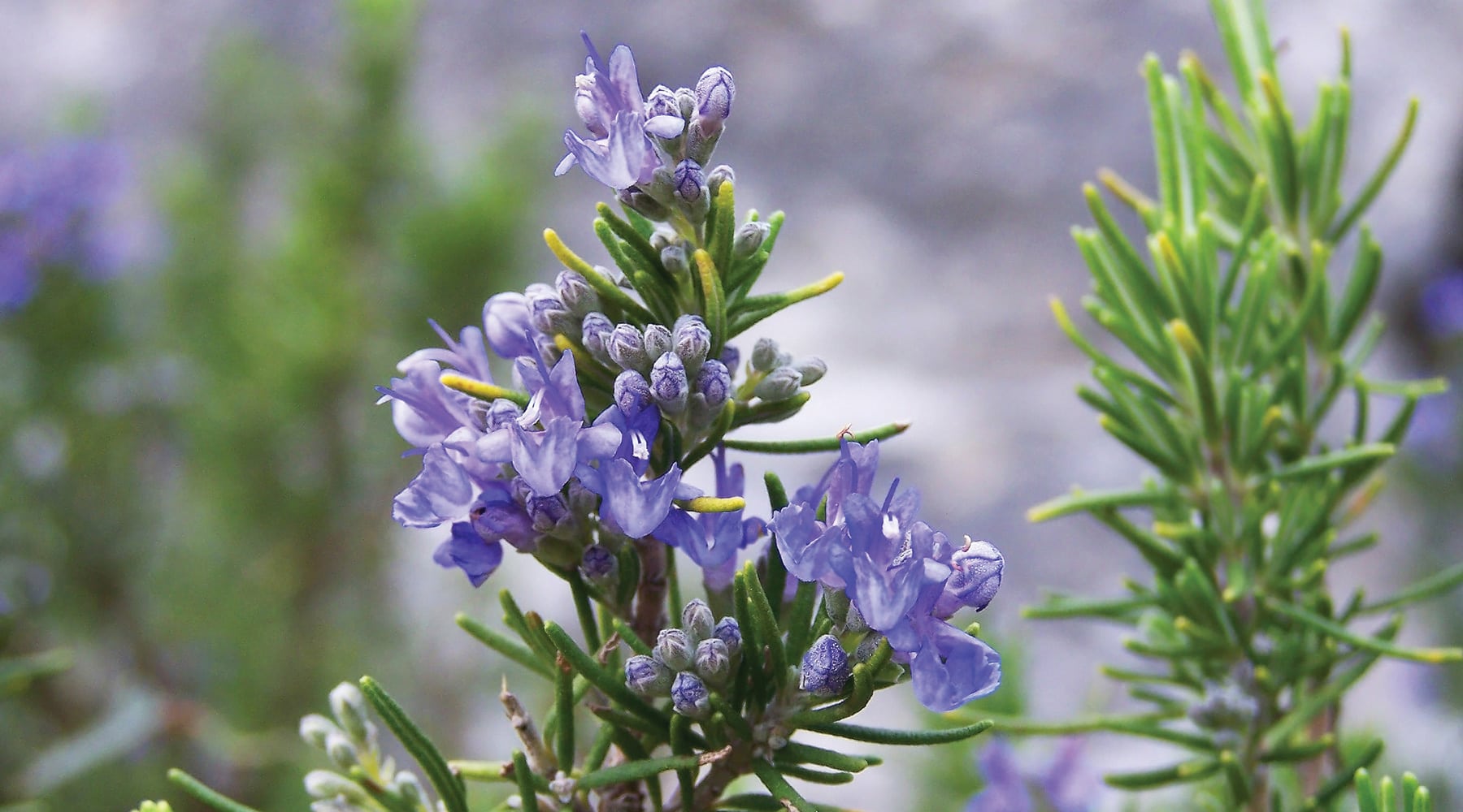 10 Rosemary in New York Neighborhoods