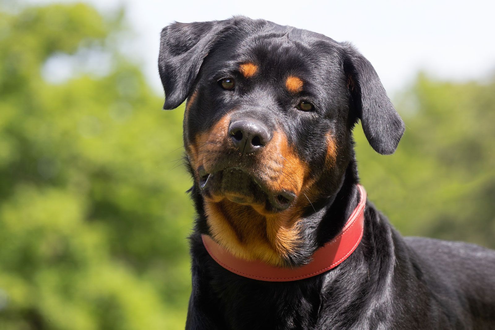 10 Rottweiler Puppies For Sale in New York Neighborhoods