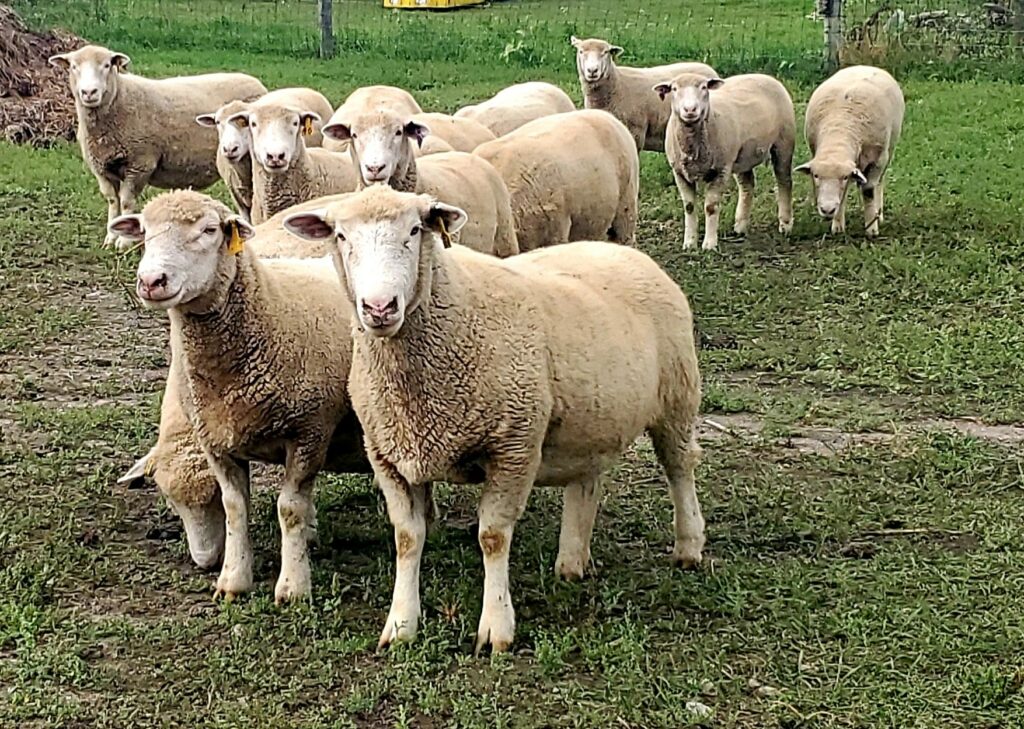 10 Sheep Meat in New York Neighborhoods