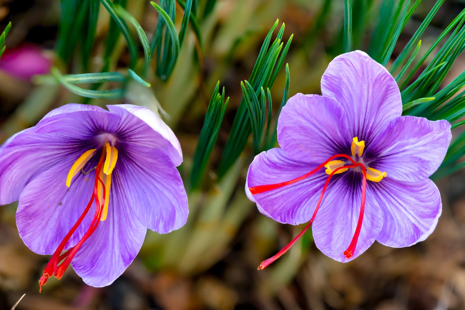 10 Saffron in New York Neighborhoods