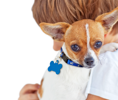 10 Adopt Small Dog in New York Neighborhoods