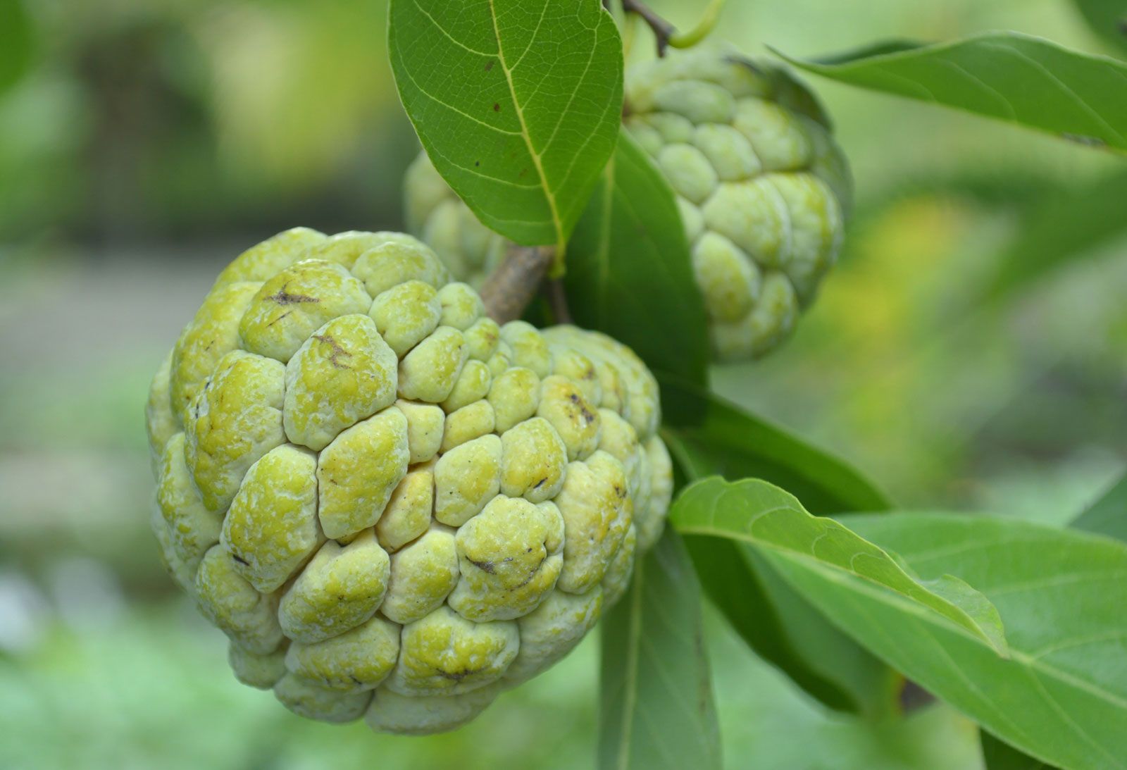 10 Custard Apple in New York Neighborhoods