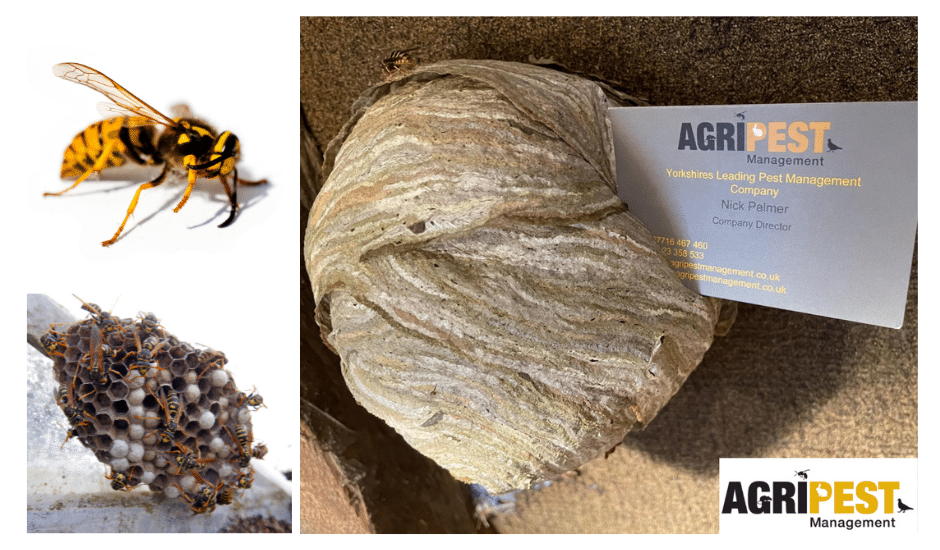 10 Wasp Control in New York Neighborhoods