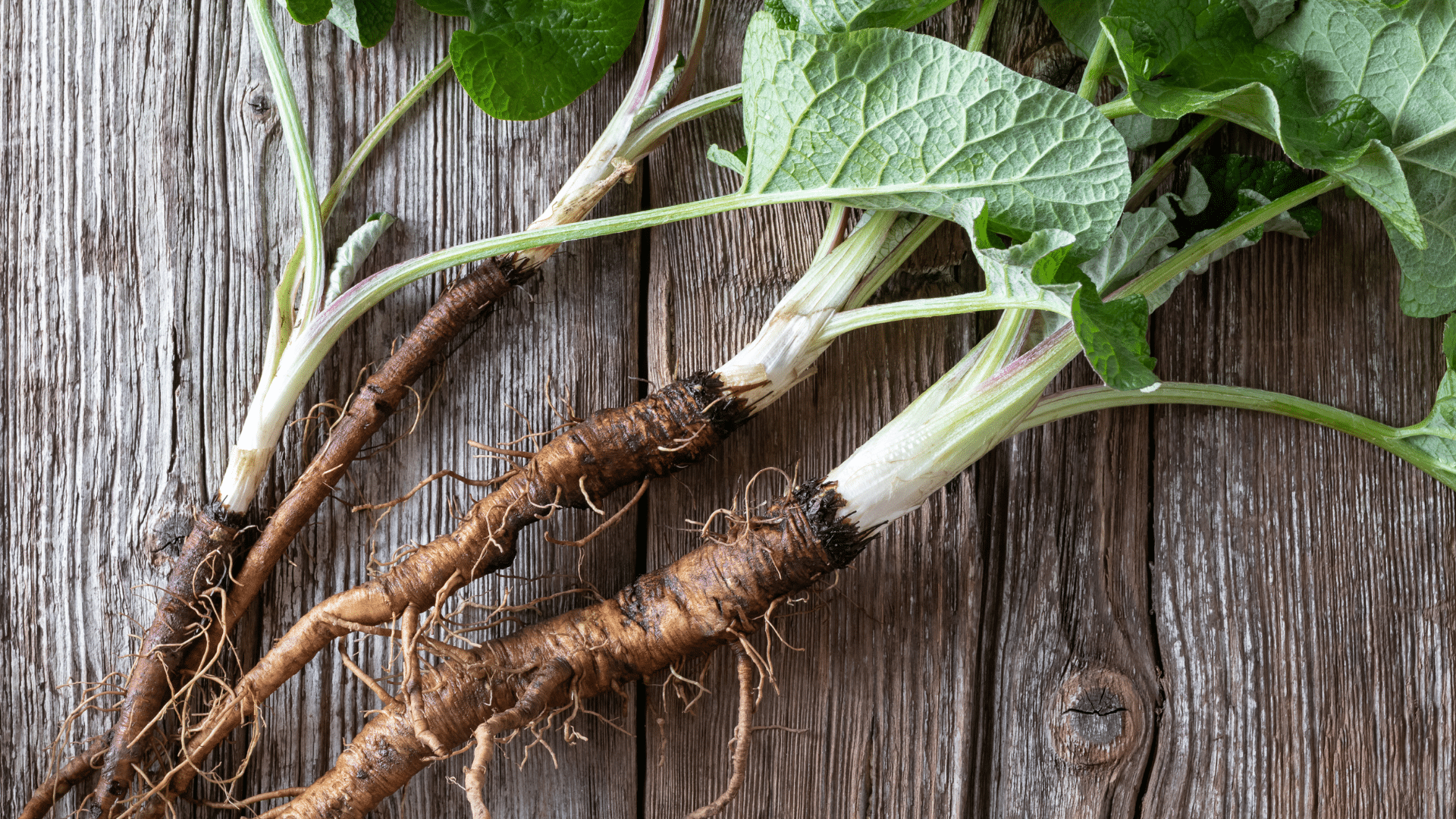 10 Burdock Root in New York Neighborhoods