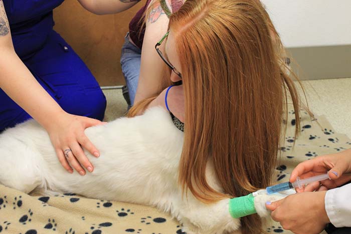 10 Low Cost Dog Euthanasia in New York Neighborhoods