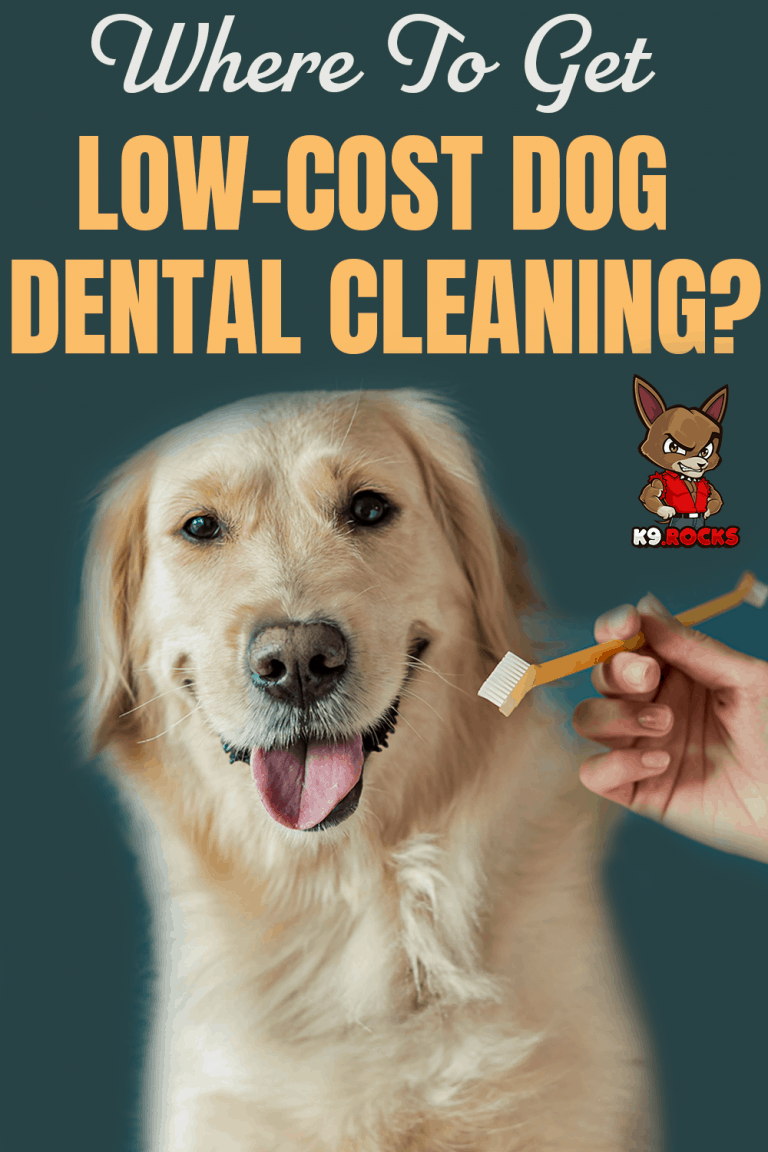 10 Low Cost Dog Dental Cleaning in New York Neighborhoods