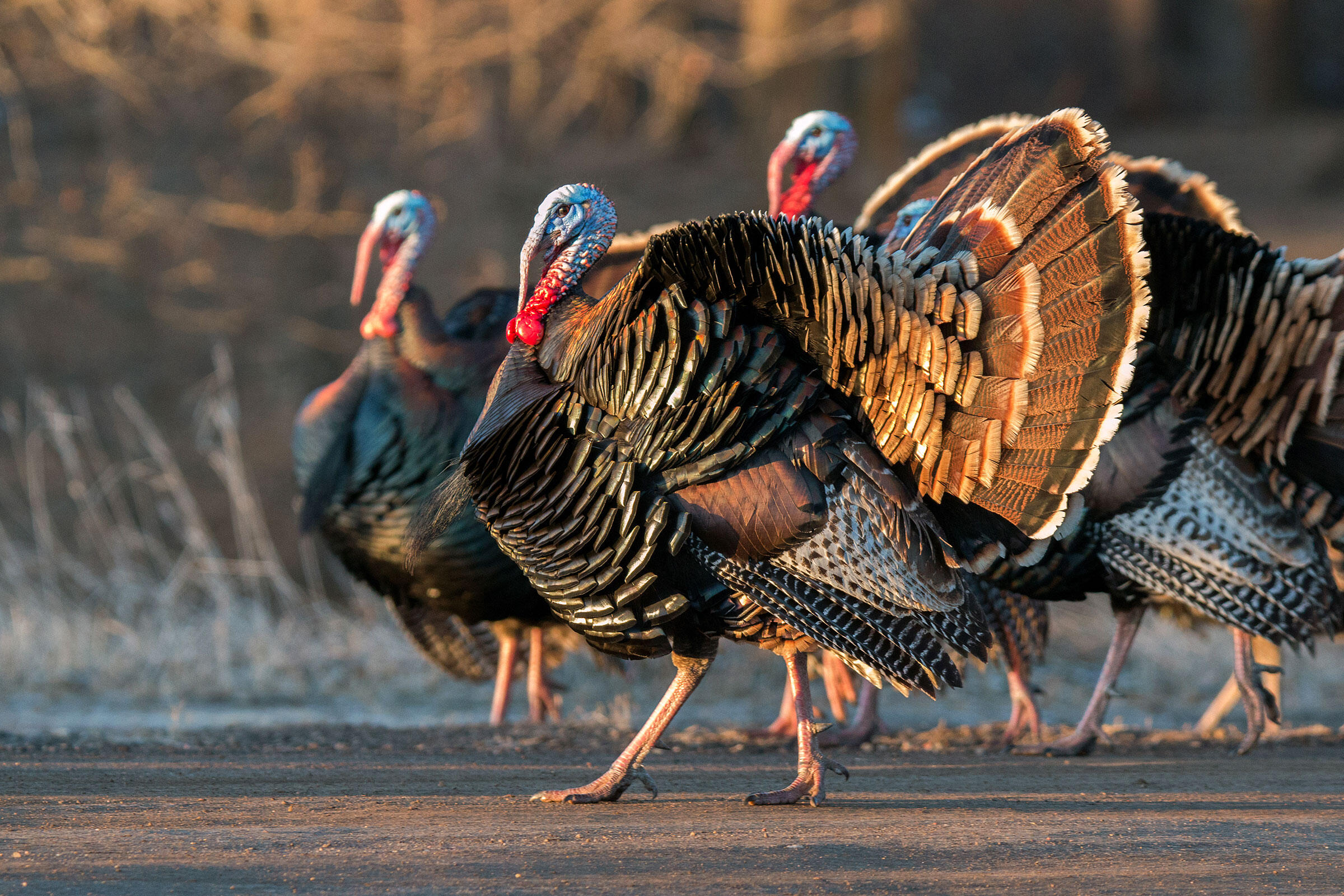 10 Turkeys in New York Neighborhoods