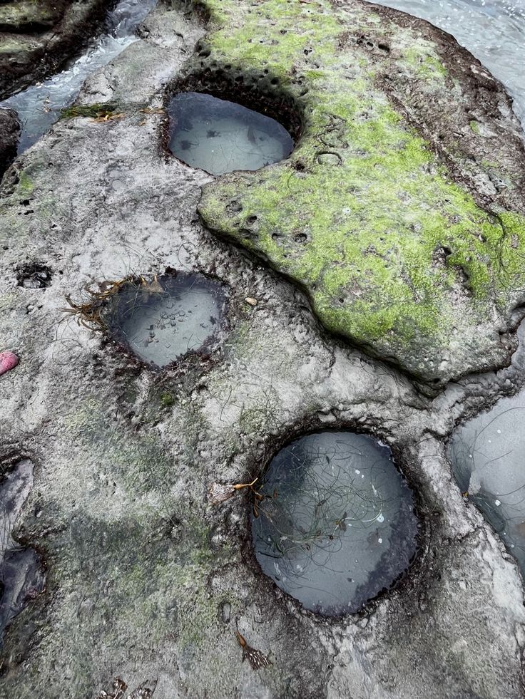 10 Tide Pools in New York Neighborhoods