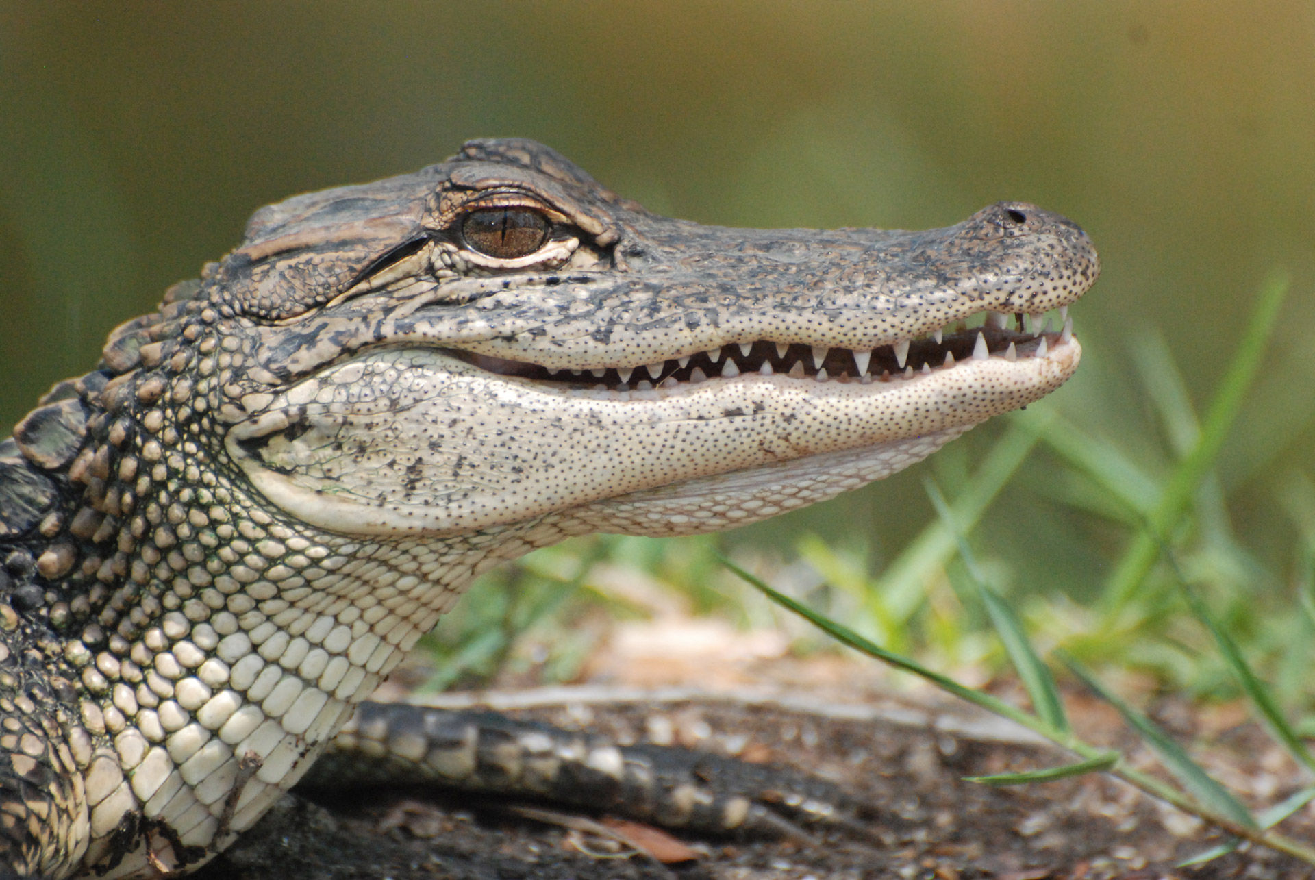 10 Alligator Meat in New York Neighborhoods