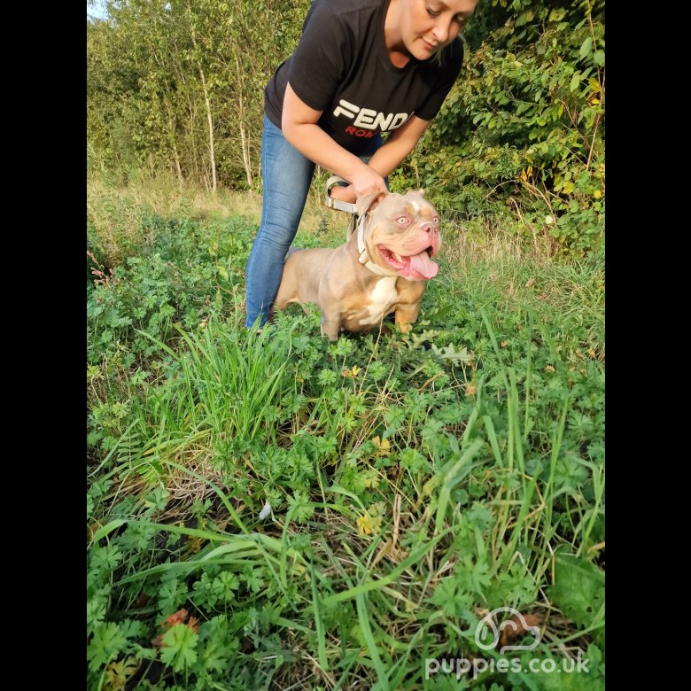 10 American Bulldog Puppies For Sale in New York Neighborhoods