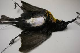 10 Taxidermy Classes in New York Neighborhoods