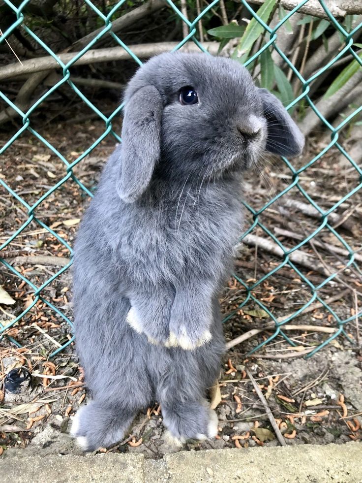 10 Holland Lop Rabbits For Sale in New York Neighborhoods